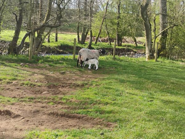 sheep and lambs